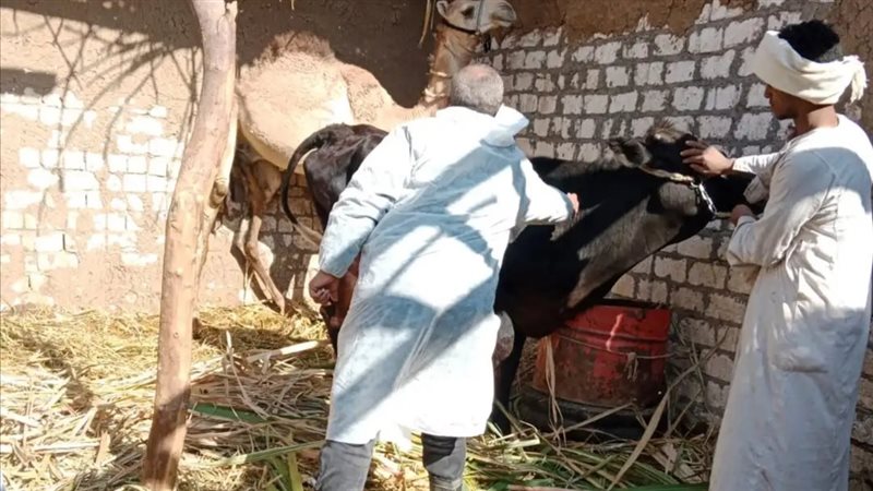  تنفيذ الحملة القومية