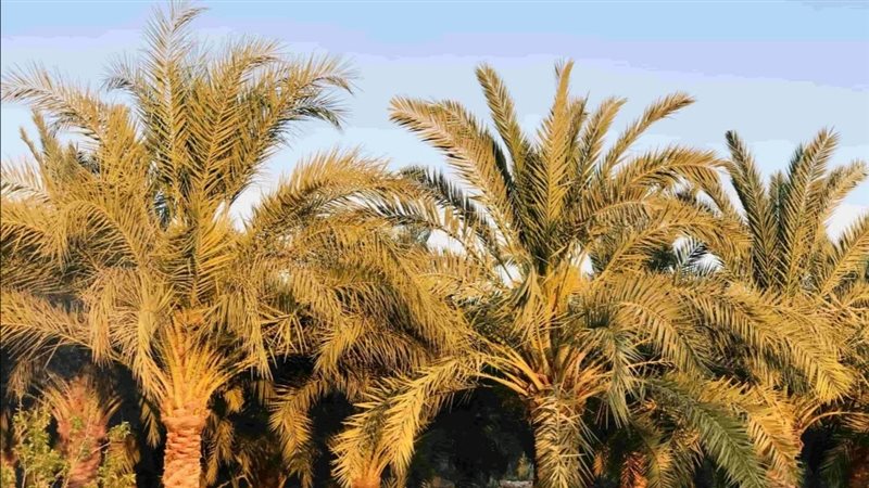 النخيل، فيتو