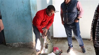 تدريبات بجامعة أسوان في قطاع الأسماك للاستفادة من الثروة السمكية وفتح أسواق جديدة (صور)