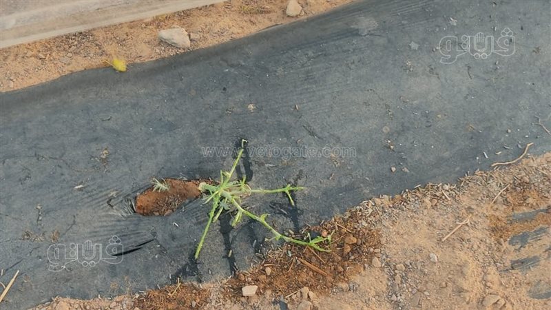 أسراب الجراد،فيتو