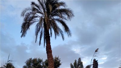 سقوط أمطار خفيفة ومتوسطة على بعض المناطق بأسيوط (فيديو)
