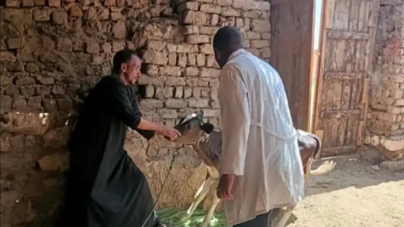 جانب من تنفيذ الحملة