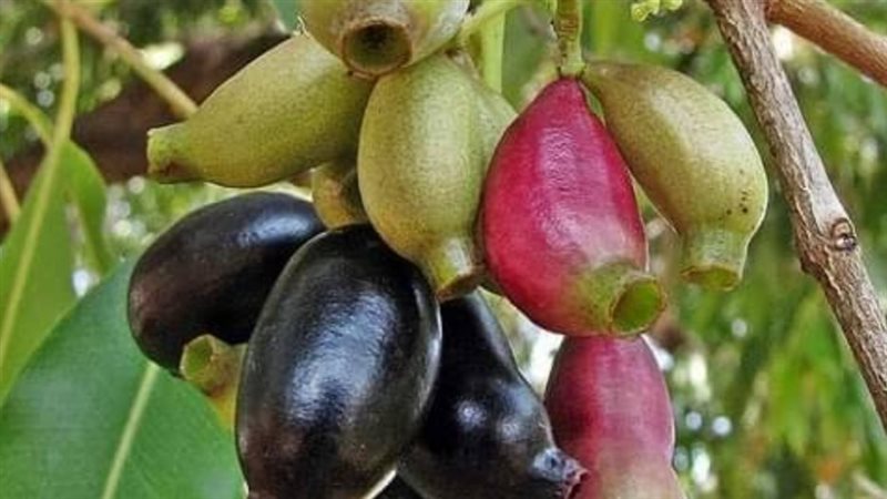 ثمار البامبوزيا،