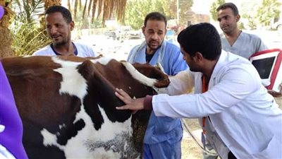 غدا، تنظيم قافلة بيطرية لعلاج الخيول بالمجان بـ قرى دمياط