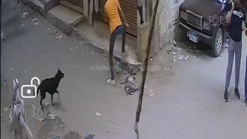 هجوم الكلب المسعور
