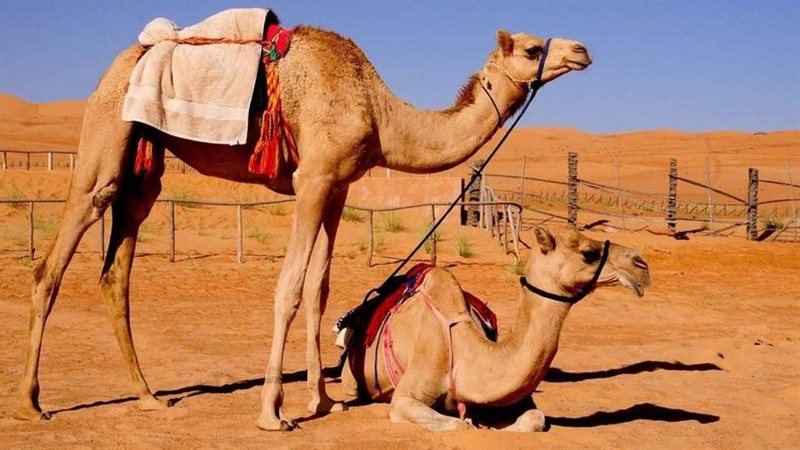 تفسير حلم الجمل في