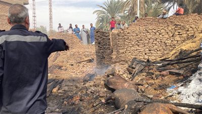 نفوق 30 رأس عجل، بالصور تفاصيل حريق مزرعة مواشٍ بأسوان