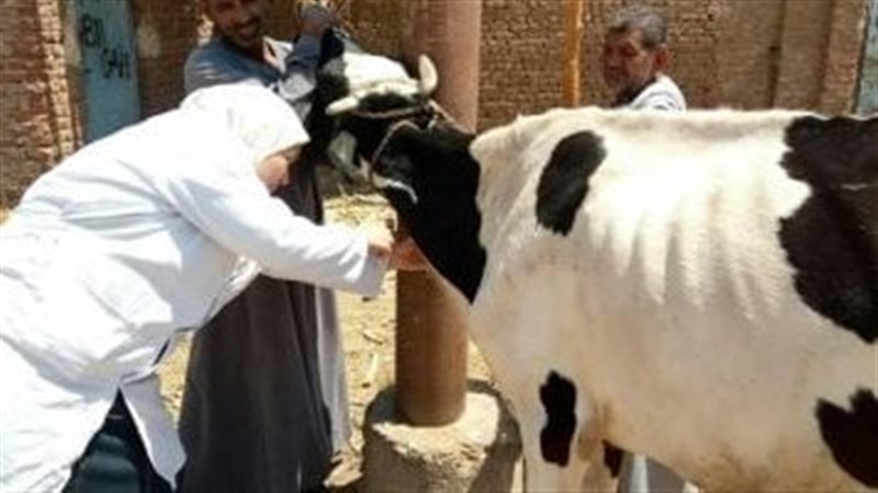قافلة بيطرية، فيتو
