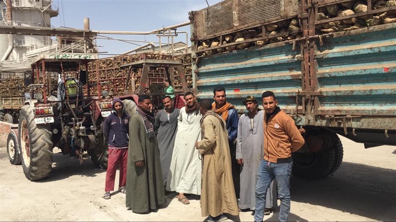 موسم توريد بنجر السكر،فيتو
