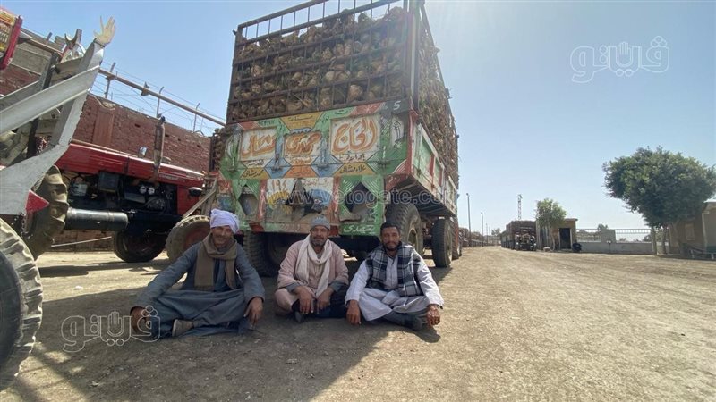 بدء توريد البنجر