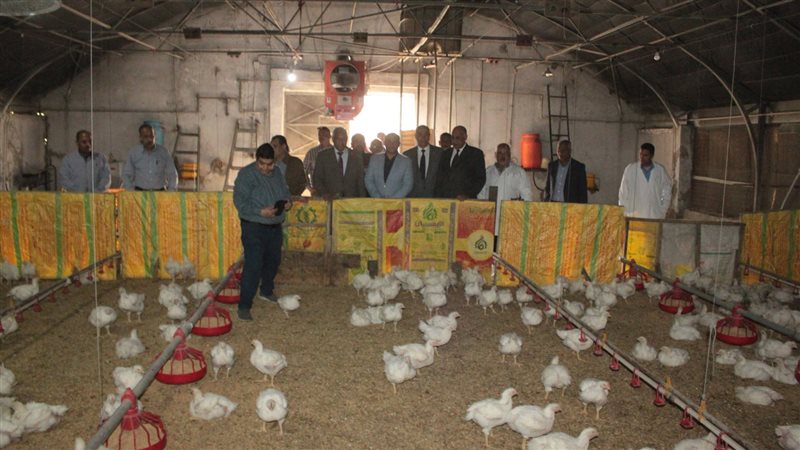 الدواجن بجامعة أسيوط،