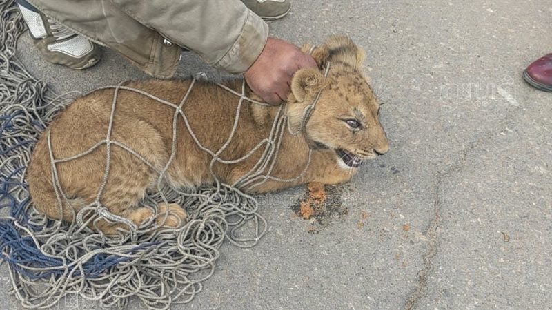 واقعة أسد التجمع،فيتو