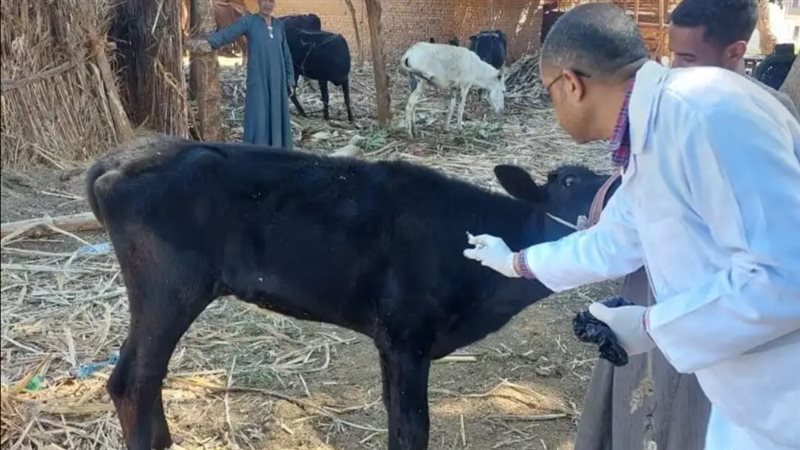 الحملة القومية للتحصين،