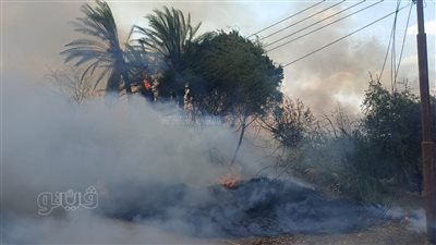 النيران تلتهم 4 أفدنة قصب بالأقصر و3 سيارات لإطفاء الحريق (فيديو)