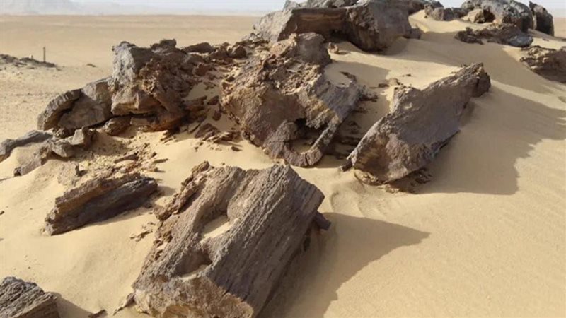 الأشجار المتحجرة