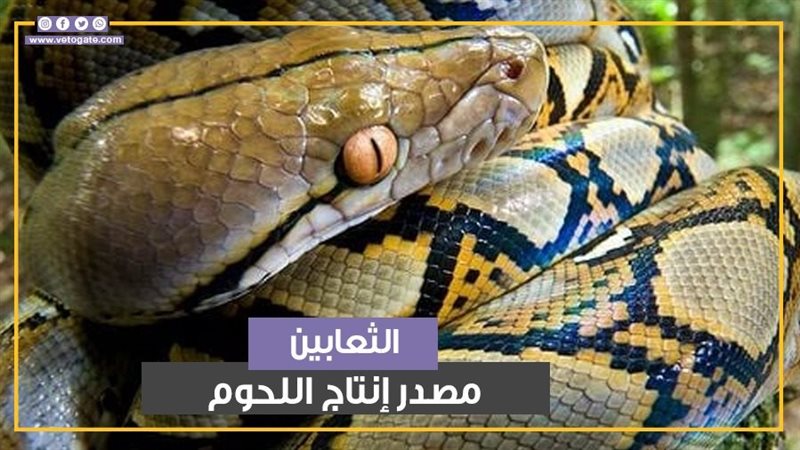 ثعابين الأصلة والنمرية،