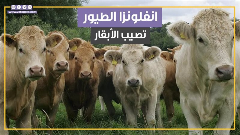 الأبقار، فيتو