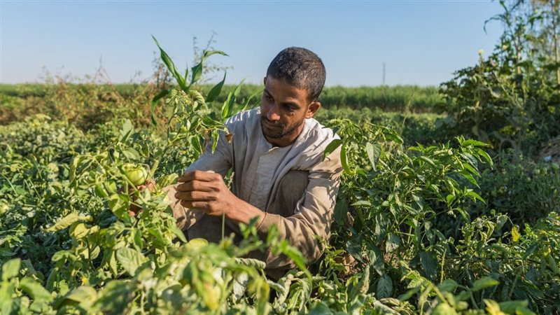 الزراعة، فيتو