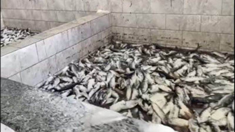  ضبط رنجة فاسدة،فيتو