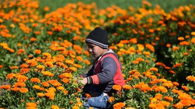 بلونها البرتقالي الزاهي، بدء موسم حصاد عباد القمر بالفيوم (فيديو)