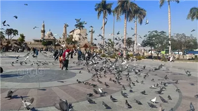 التقاط الصور مع أسراب الحمام، فرحة عيد الفطر على طريقة البورسعيدية (صور)