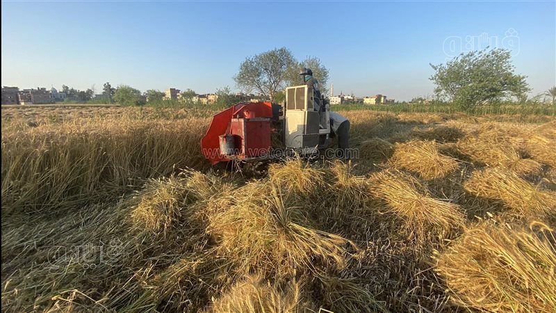 حصاد القمح، فيتو
