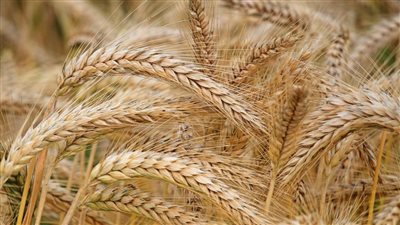 التموين تبدأ موسم توريد القمح المحلي غدا.. استهداف 3.5 مليون طن خلال 2024.. سداد مستحقات المزارعين خلال 48 ساعة.. وتجهيز 6 صوامع جديدة 