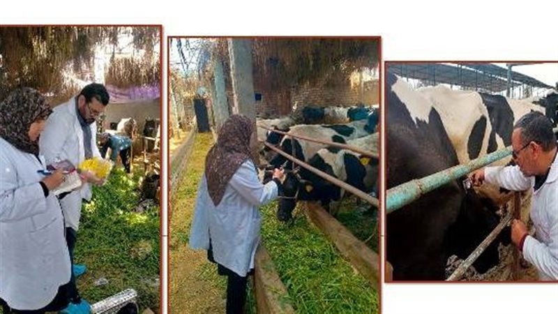 بيطرى الشرقية،فيتو