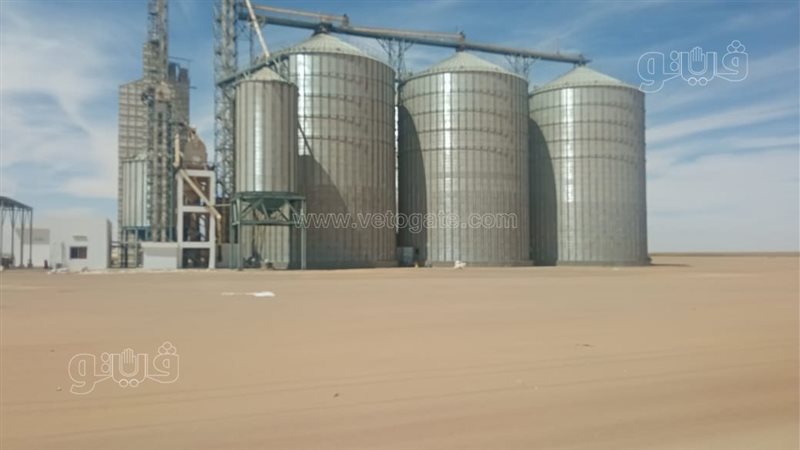 موسم حصاد القمح فى