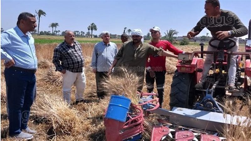  حصاد القمح ببني