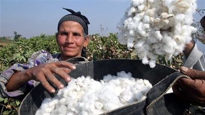 تفسير رؤية القطن في المنام وعلاقته بالحصول على مال وفير الفترة المقبلة 