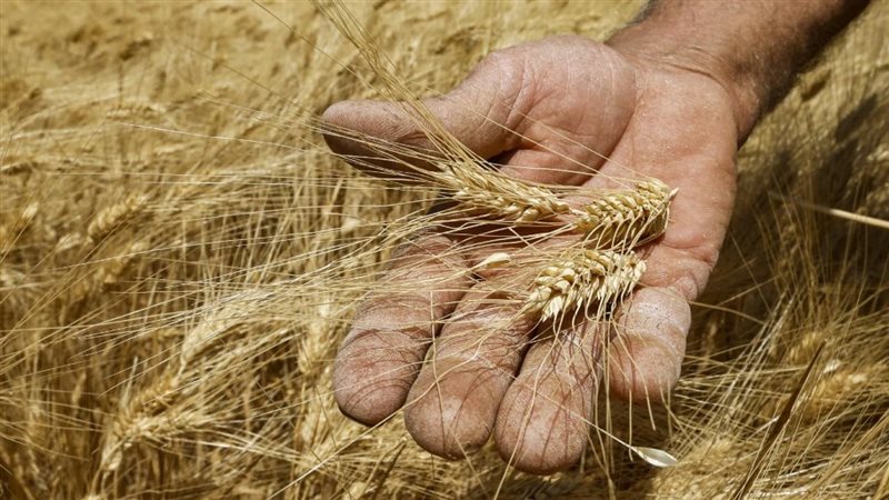 موسم القمح الجديد،فيتو