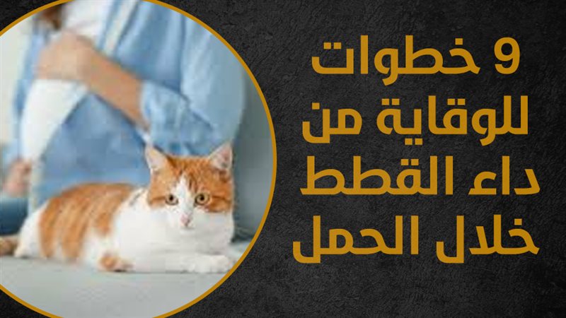 سيدة حامل، فيتو