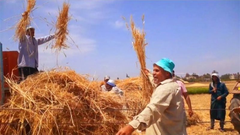 القمح،فيتو