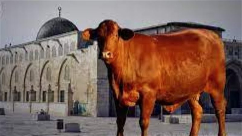 ذبح البقرات الحمراء
