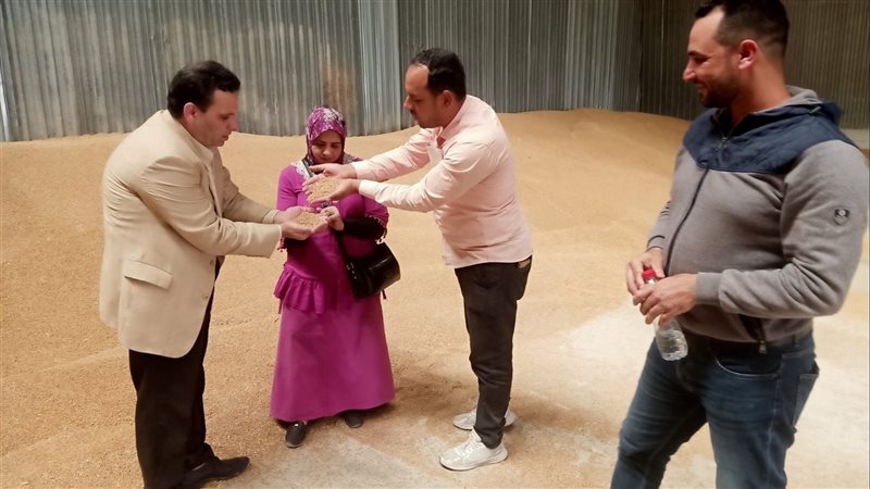 توريد القمح لصوامع