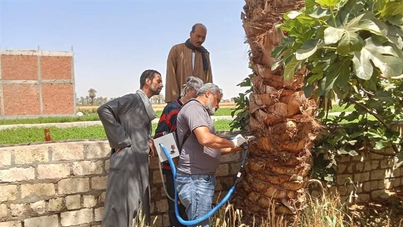 لجنة إنقاذ النخيل