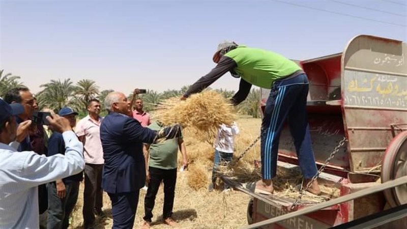 حصاد القمح بالوادي