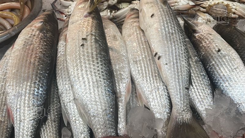 ضبط اسماك فاسدة ببني