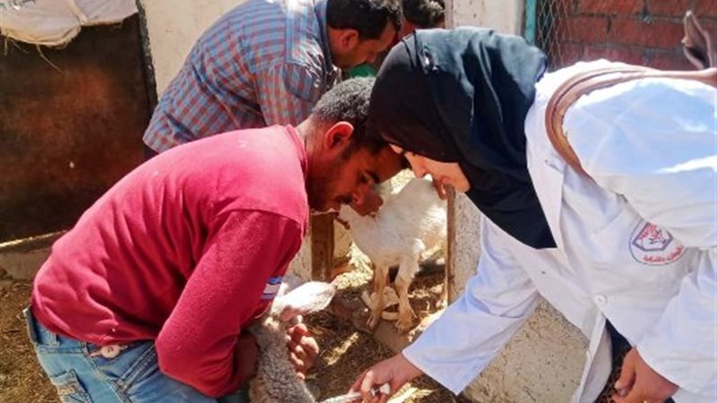 تحصين ٤٣٤ ألف رأس