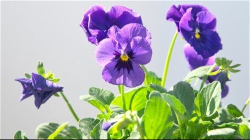 ماء زهرة البنفسج،