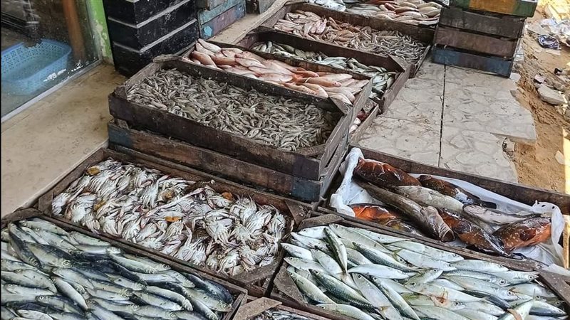 سعر الأسماك والجمبري