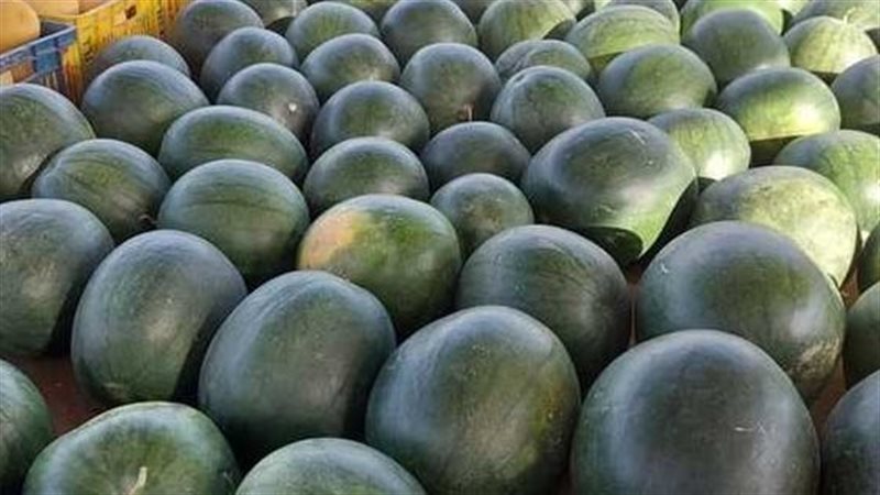 البطيخ