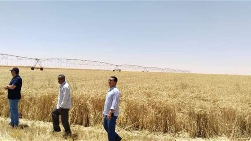 حصاد القمح بالوادي