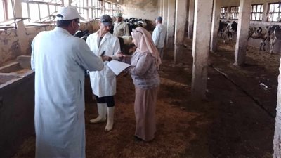 تحصين 72427 رأس ماشية ضد مرضى الحمى القلاعية والوادى المتصدع بالبحيرة 
