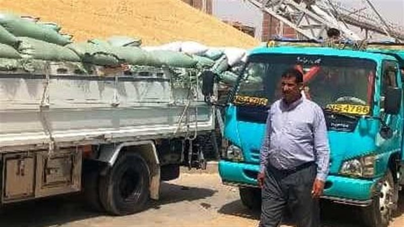 توريد القمح 