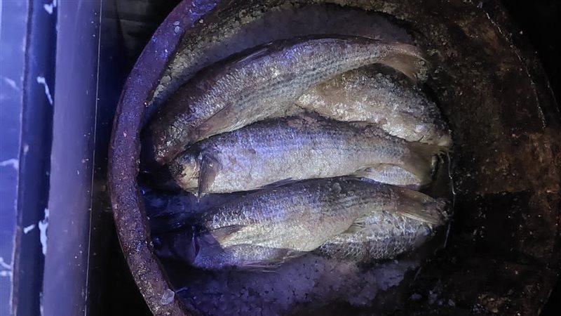 ضبط فسيخ مجهول المصدر،