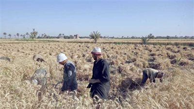 بدء الاستعدادات النهائية لحصاد القمح في مصر 2026، الزراعة تعلن خطة الدعم والتوريد