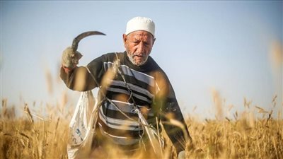  تفسير حلم حصاد القمح في المنام وعلاقته بالأفراح وسماع أخبار سارة
