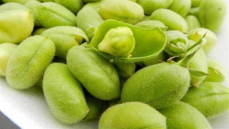 الملانة او الحمص